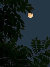 Episodio 24 - [Doblado]Intrigas de Matrimonio