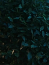 Episode 26 - Zweites Leben, die Frau des Paten