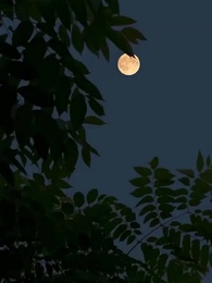 第24話 - [吹替]身代わり花嫁 心の声で逆転勝利