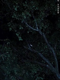 第41集 - 山村詭事