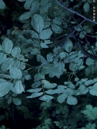 山村詭事 - Episode 31