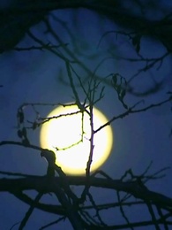 Episodio 9 - [Doppiato]Legami di Luna e Sangue 