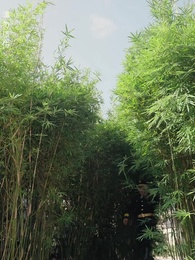 第90集 - 麒麟天醫