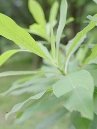 Sủng Thê Quyền Thế - Episode 62