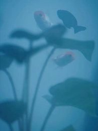 Episode 36 - The Forbidden Bloom