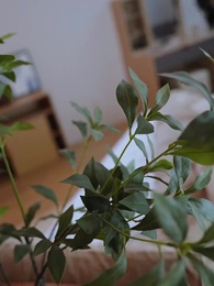 第9集 - 全家偷聽真千金心聲，炮灰女配覺醒了