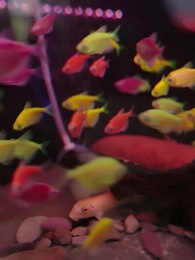 第25話 - 強すぎる嫁、白石も耐えられない