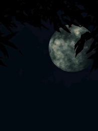 Episode 11 - The Return of the Venomous Consort