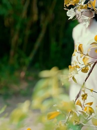 Vinh Quang Của Chiêu Chiêu - Episode 60