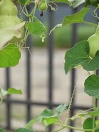 崩壊される婚約～違った道を選ぶ元恋人 - Episode 25