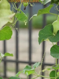 Episode 25 - Secrets, Lies, and Rings