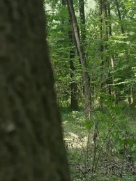 Episode 67 - [Dubbed] Beyond the Mortal Realm