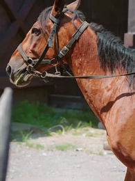 三個竹馬棄娶，我轉身嫁太子 - Episode 46