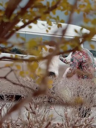 第12集 - 撥開雲霧說愛妳