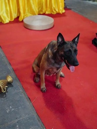 Episode 43 - The Dragon Lord's Curse