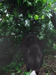 錦鯉撐腰，親選爹地要逆襲 - Episode 49