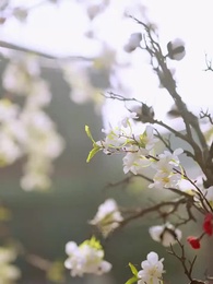 Tập 11 - Thái Nữ Điện Hạ