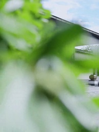 第28集 - 騰籠驚雀