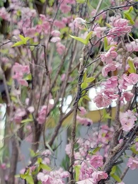 君王壹諾終成灰 - Episode 51