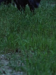 第69集 - 郡主，妳找的替婚夫君是仙帝