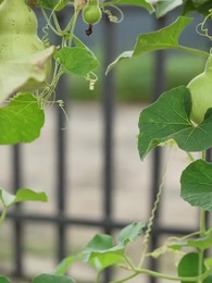 Episódio 25 - Casamento Cancelado e Ruptura Completa