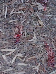 第6集 - 大師姐她不奉陪了