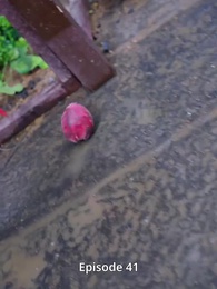 [Dubbing]Dunia Lebih Indah Dari Surga - Episode 41