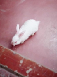 第47集 - 邪王追妻：狂妃很囂張