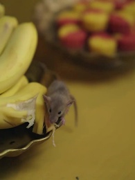 逆襲！福神様の顕現 - Episode 16