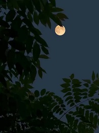 Mendengar Suara Hatiku Melawan Takdir - Episode 24