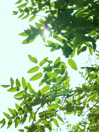 Im Palast der Intrigen: Schicksalswege am Kaiserhof - Episode 59