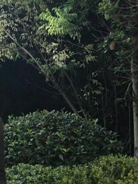 Episódio 95 - Estratégias da ex-esposa: O Sr. Gabriel insiste em me mimar