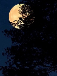 [Doppiato]Caccia alla Corona Regale - Episode 23