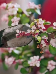 彼女の声は嘘をつく - Episode 70