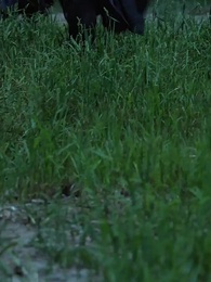 Lady, Your Substitute Groom is the Celestial Emperor - Episode 69