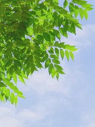 Episode 49 - [Dubbed] A Queen's Ascension