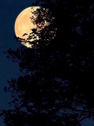 [مدبلج]العرش لا يحتمل الضعفاء - Episode 23