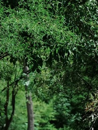 Crown of Secrets - Episode 4