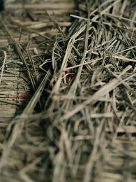 Episodio 64 - Sostituita al matrimonio