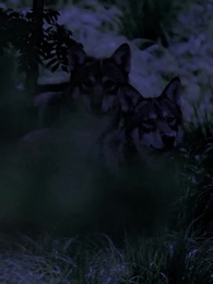 第91話 - [吹替]番から始まる愛