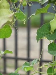 第25話 - [吹替]釣り合わない恋