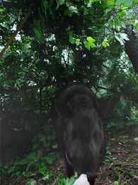 Cuộc Chiến Gia Tộc - Episode 49