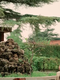 第72集 - 重生九六，脫貧伴花樂逍遙