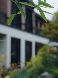 第6集 - 荊棘玫瑰