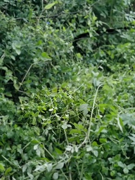 Tập 1 - Hồi Sinh Từ Tro Tàn