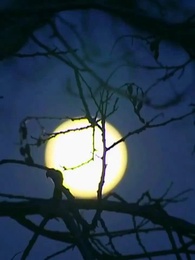 الحلقة 9 - [مدبلج]المستذئب المشرد الذي أصبح رفيقي