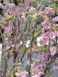 暁に果つる、君主の誓い - Episode 51