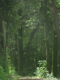 Episodio 56 - Cenizas del pasado, flores del amor