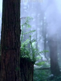 Cenizas del pasado, flores del amor - Episode 1