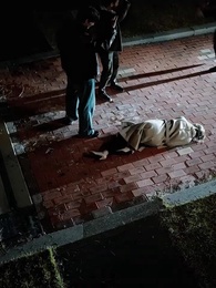 Episódio 25 - Eu Te Ouvi com o Coração